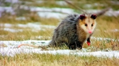 Oposatsum (fotografija): smešen otrok