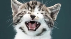 Spodnja spodnja ustnica na cota: vzroki in metode zdravljenja