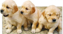 Tumorji ledvic in mehurjev