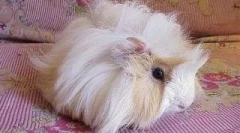 Izkušnje pri vzdrževanju morskega prašiča enega od naših bralcev