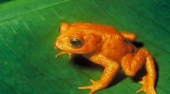 Orange toad