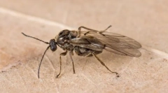 Orehi in druge galerije