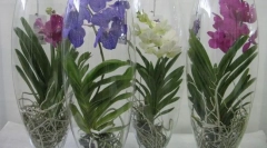 Orchide vanda