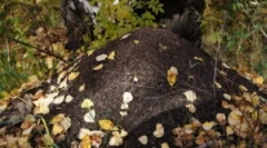 Orientacija v gozdu na mravljišču