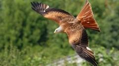 Eagles in falcons eurasia