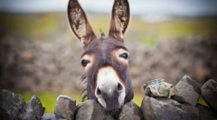 Osel - divji brat ishak