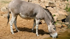 Donkey wild