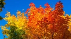 Jesenska obdelava polikarbonatnega rastlinjaka