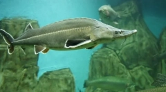 Sturgeon