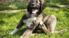 Collar kiltics puppy iz blocha in things