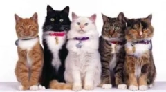 Ovratnik iz blocha in things beafar (beachar)