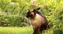 Ovratnik pred bolhami in klopi za mačke: kako izbrati