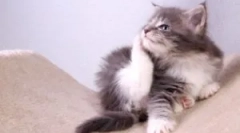 Ovratnik pred bolhami in klopi za mucek