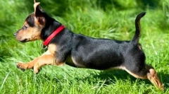 Ovratnik klopov za pse: kaj bolje?