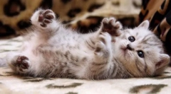 Pregled prihodnjega hišnega ljubljenčka