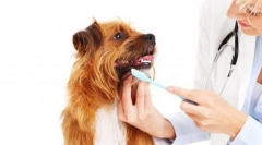 Pregled in skrb za psa