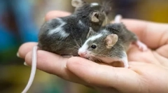 Glavne razlike miške od podgane, kakšna je razlika in podobnost