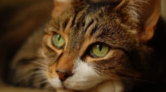 Osnovna iluzija lastnikov o mačkah