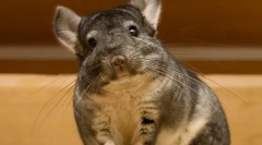 Značilnosti in zanimiva dejstva o chinchilach