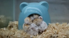 Lastnosti in hitrost spanja hrčkov