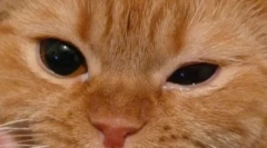 Značilnosti zdravljenja omenjenih oči v mačkah