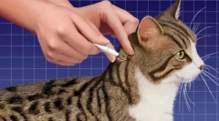 Zdravila ima neposredno točko na mačko