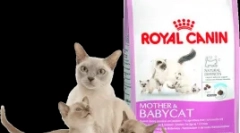 Značilnosti prehranskih mačk