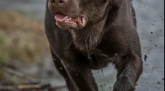 Značilnosti prehrane labradorov