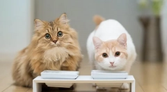 Značilnosti petih steriliziranih mačk