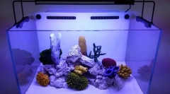 Značilnosti priprave vode v novem akvariju