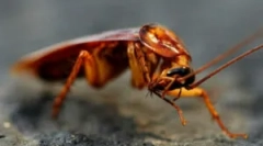 Značilnosti vzreje tarakanov