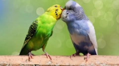 Značilnosti vzreje valovitih papage