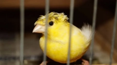 Značilnosti oskrbe in vsebine kanarskega doma