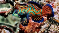 Kaj je odvisno od barve rib?