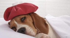 Kakšne bolezni psov naredijo cepljenja