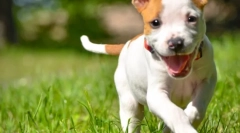 Počitnice v naravi in brez klopov