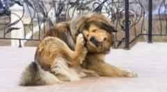 Kje zemlja bolhe prihaja od doma?