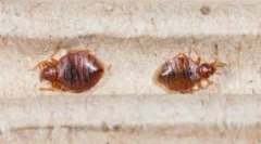 Kje so žuželke v apartmaju?