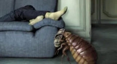 Kjer se hiše zdijo bolhe?