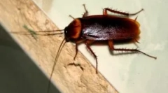 Kjer in zakaj se pojavijo ščurke