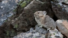 Kje je chinchilla prišel od kje in kako živijo v naravi