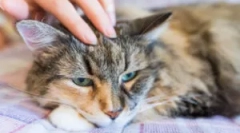 Kjer se mačka pojavi bolhe?