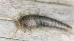 Kjer v apartmaju vzame moccarišča