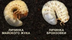 Razlika med ličinkami brona in maja