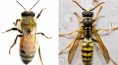 Razlike čebele iz wasep