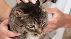 Mačka squeetoza: simptomi in zdravljenje