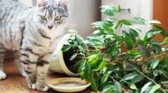 Mačke za dom in dvorišče: pregled končnih izdelkov in navodil, kako narediti