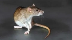 Time glodalcev z učinkom mmaka