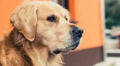 Odgovori na najpogostejša vprašanja o psih