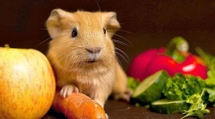 Zelenjava v morski prehrani